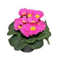 Примула акаулис микс (бесстебельная)