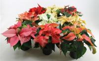 Пуансеттия Микс (Эуфорбия, молочай)
