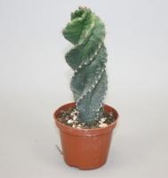 Цереус Ямаку Спиралис