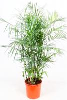 Хамедорея Сейфризи (Зейфрица)