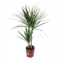 Драцена Маргината (2 ствола)