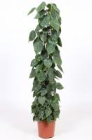 Филодендрон Сканденс на решетке