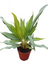 Аглаонема Уайт Ленс