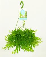 Эсхинантус Яфролепис (Джэфролепис)