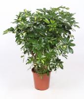 Шеффлера Голд Капелла разветвленная