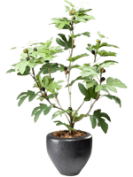 Фиговое дерево в кашпо (Смоковница)