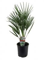 Хамеропс Хумилис