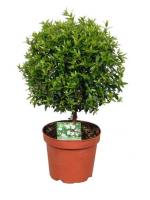 Мирт обыкновенный