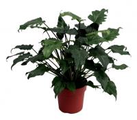 Филодендрон Ксанаду