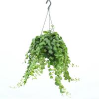 Эсхинантус Пинк Полька 