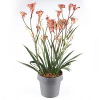 Анигозантус микс