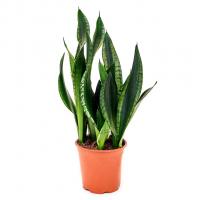 Сансевиерия silver flame