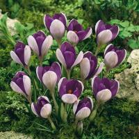 КРОКУС CROCUS VANGUARD 10шт