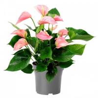 Антуриум Андре Роуз розовый