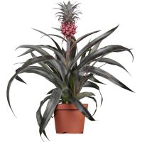 Ананас Пацифико