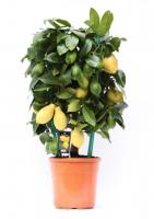 Цитрус Лимон цилиндр