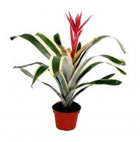 Эхмея Бразилия