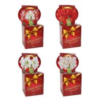 Гиппеаструм в подарочной упаковке микс