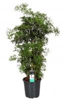 Полисциас Гавайи Минг, Фруктоза (Аралия)