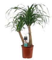 Нолина 2 ствола (Бокарнея)