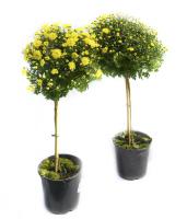 Хризантема штамбовая