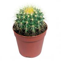 Эхинокактус