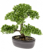 Бонсай Фикус в овальном кашпо