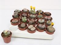 Литопс микс (живые камни)