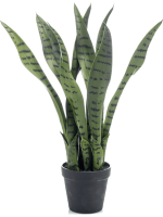 Сансевиерия в кашпо 