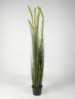 Лисохвост луговой в кашпо 