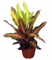 Кротон (Кодиеум) Экселент