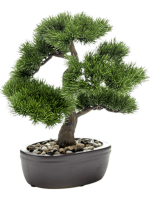 Бонсай Сосна в овальном кашпо