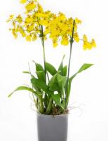 Орхидея Онцидиум