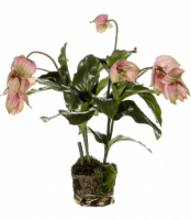 Мединилла без кашпо 