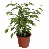 Фикус Бенджамина Голден Кинг