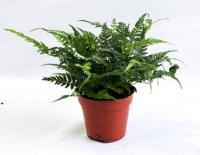 Атириум Спикатум