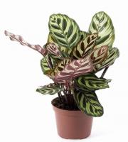 Калатея Макоя (Макояна)