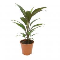 Кордилина Румба