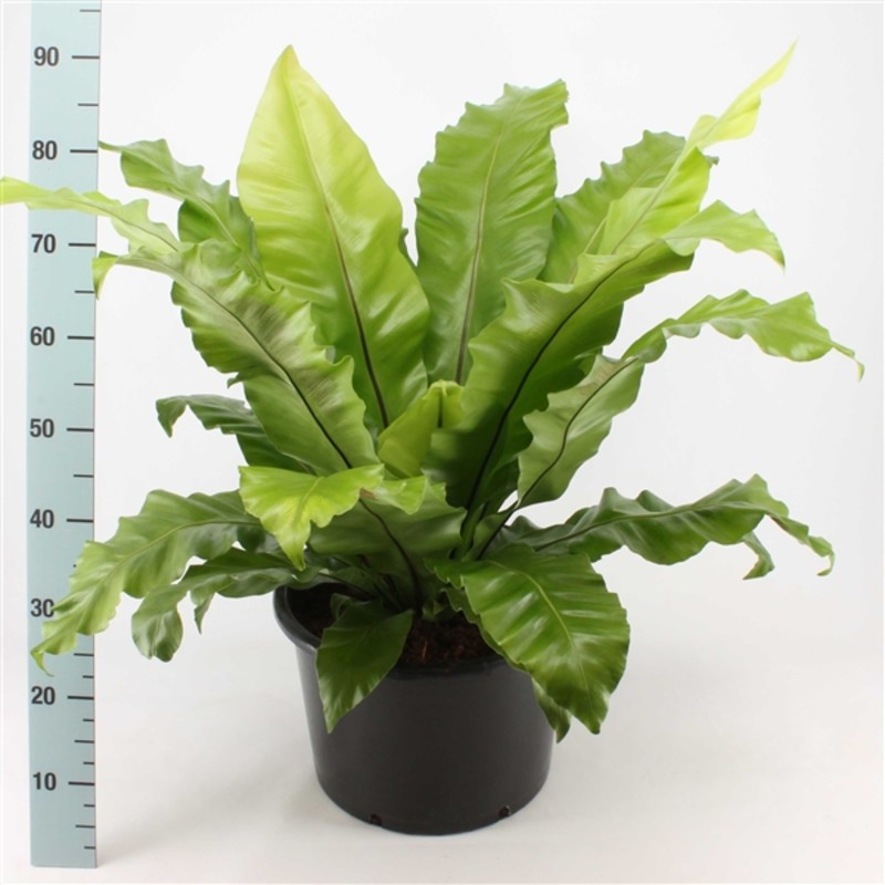 Пересадка от 31 до 100 см