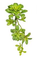 Эхеверия ветка