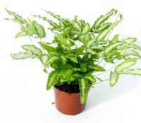 Птерис критский Albolineata