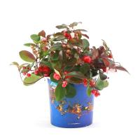 Гаултерия Биг Берри  в стакане