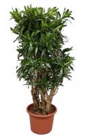 Драцена рефлекса Сонг оф Ямайка бранч