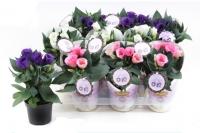 Эустома (Лизиантус)