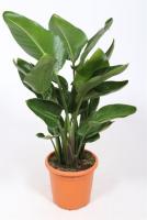 Стрелиция Николай