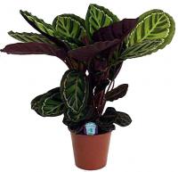 Калатея Розеопикта (Медальон)