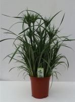 Циперус папирус