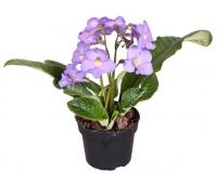 Стрептокарпус