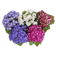 Сенецио микс (Крестовник, Цинерария)