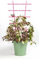 Держатель для растений  ""Лесенка"" цвет: натуральный, бирюза, бордо, зеленый флюр, оранжевый флюр